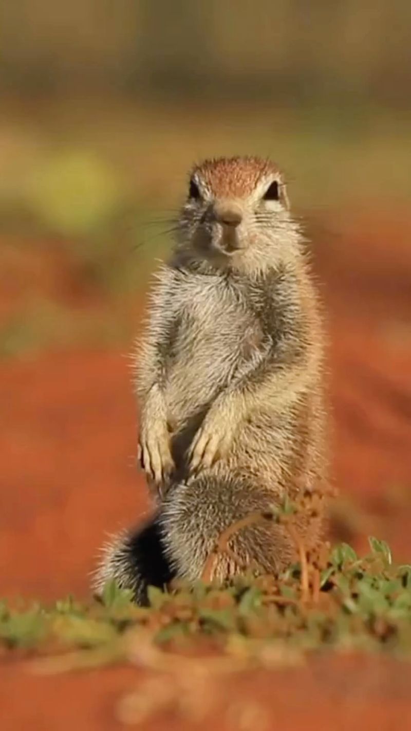 Squirrels