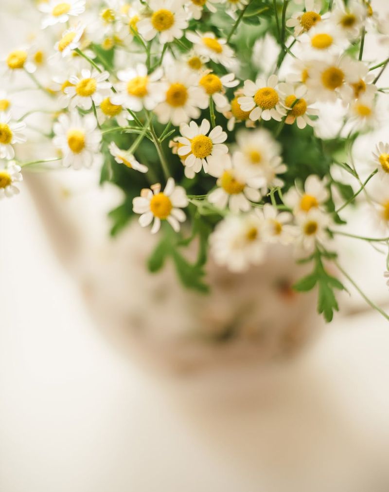 Charming Chamomile