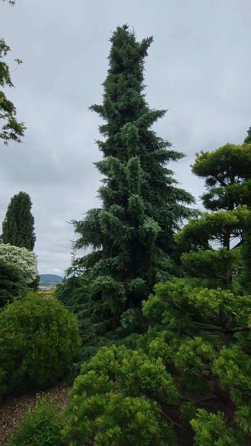 Serbian Spruce