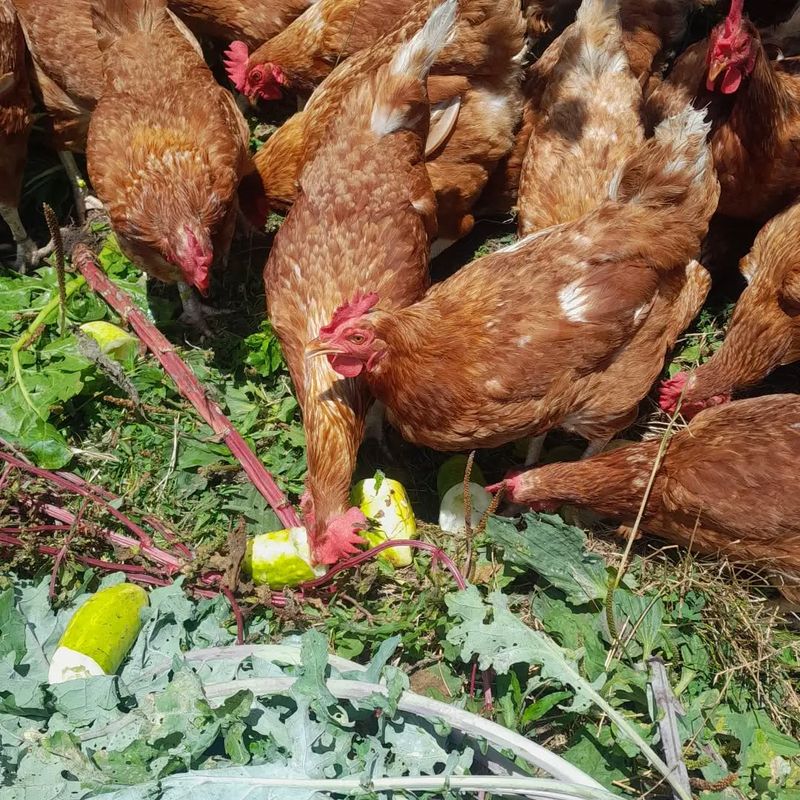 Chicken Feed Supplement