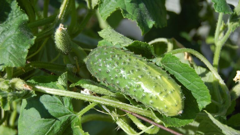 cucumber plant fruit