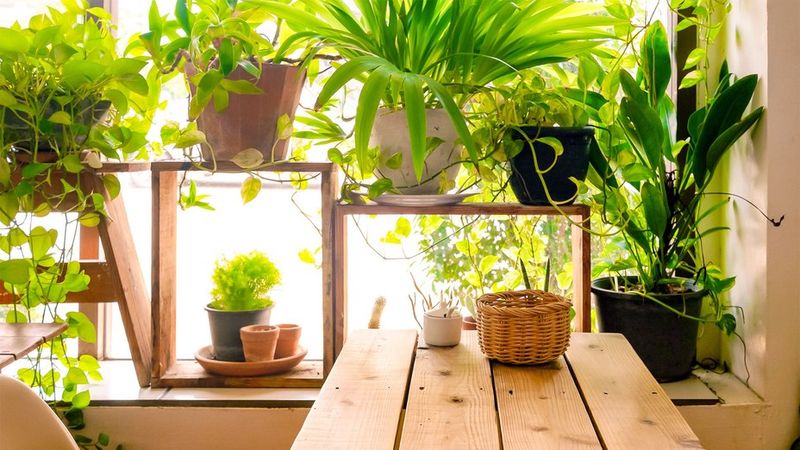 Reconnecting Through Plant Parenting