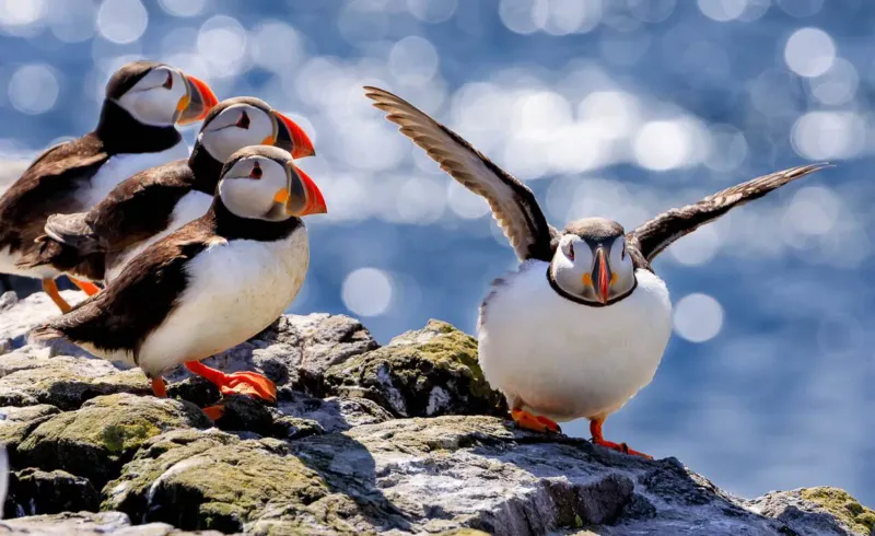 Coastal Habitat Protection