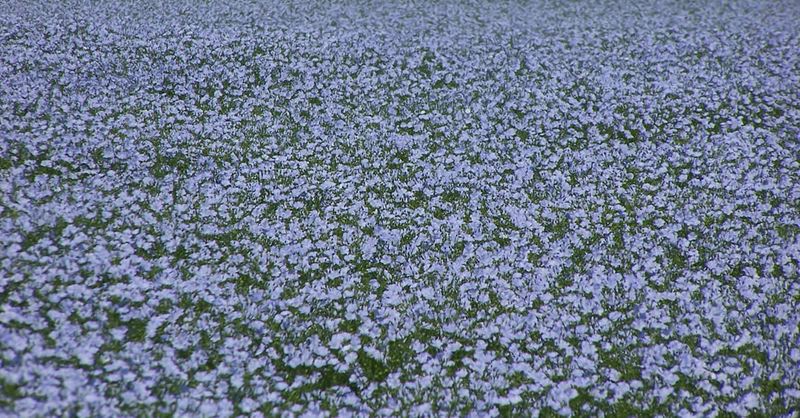 Flax: From Field To Fabric