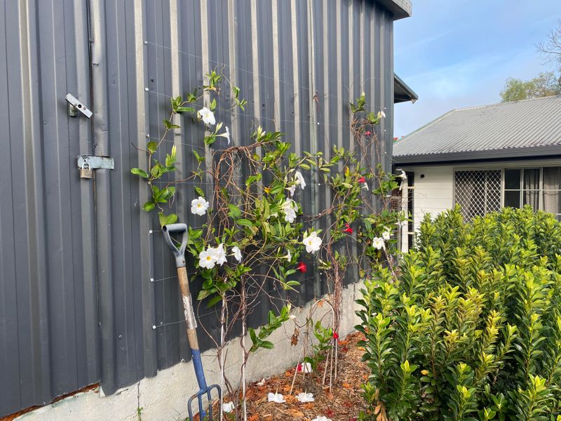 Chilean Jasmine