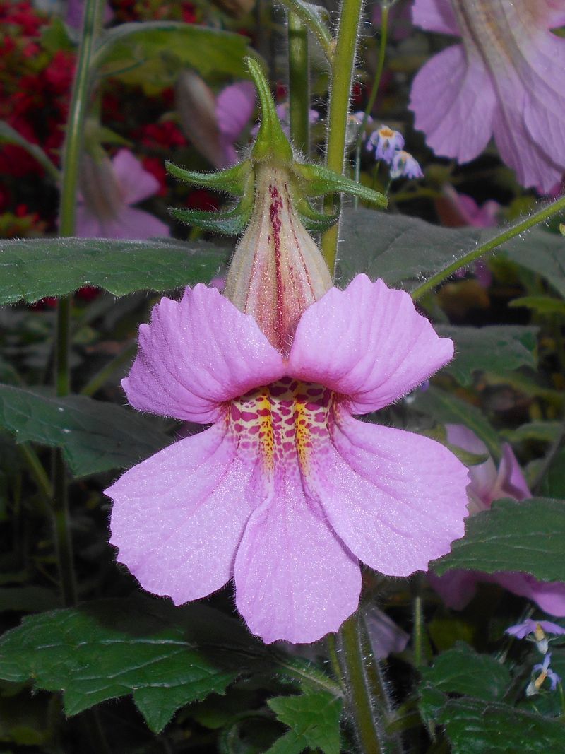 Chinese Foxglove (Rehmannia elata)