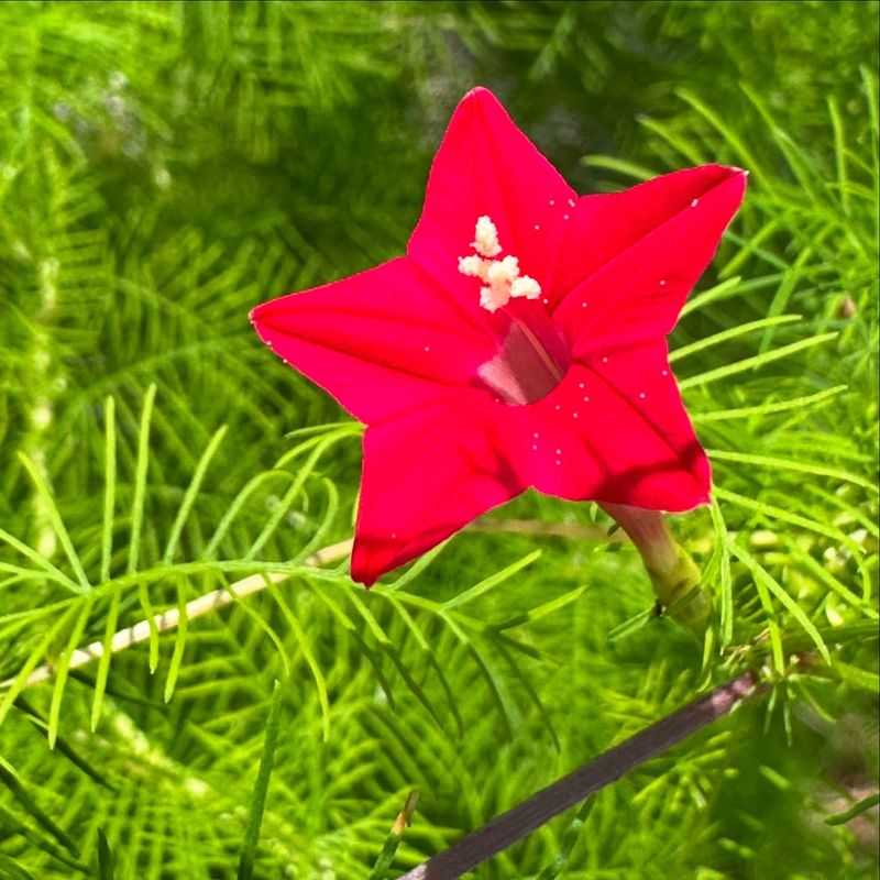 Cypress Vine