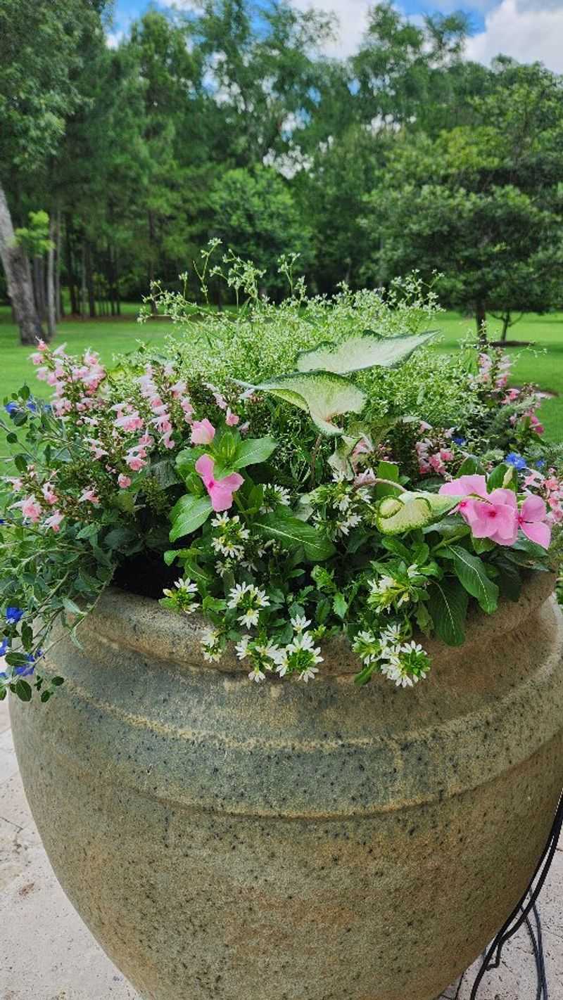 Vinca and Euphorbia