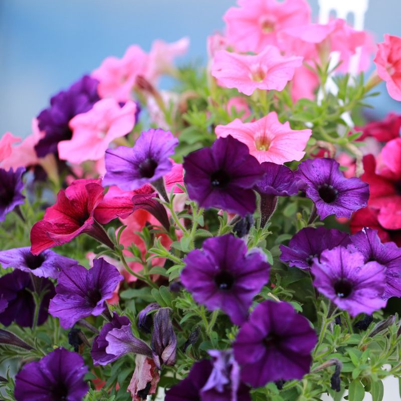 Petunia