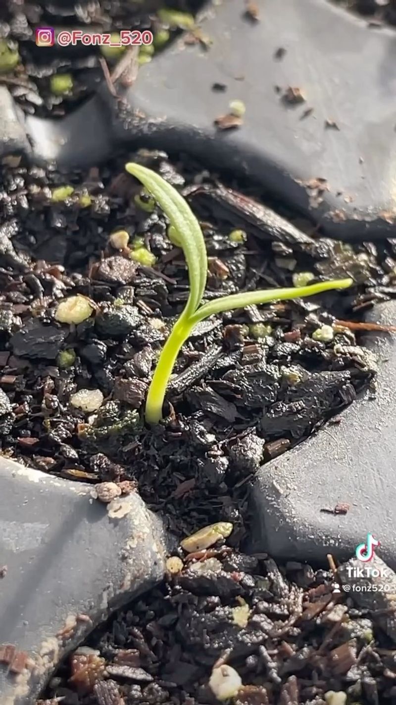 Boosts Seed Germination Rates