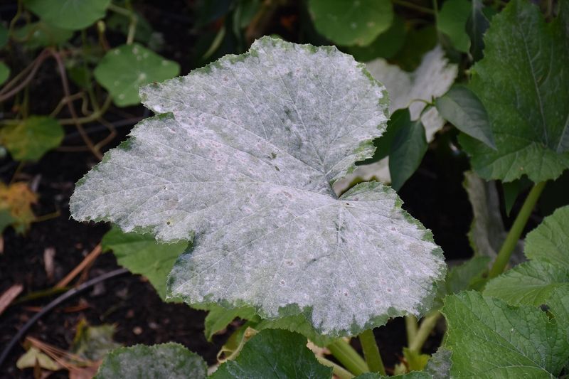 White Powder Signaling Powdery Mildew