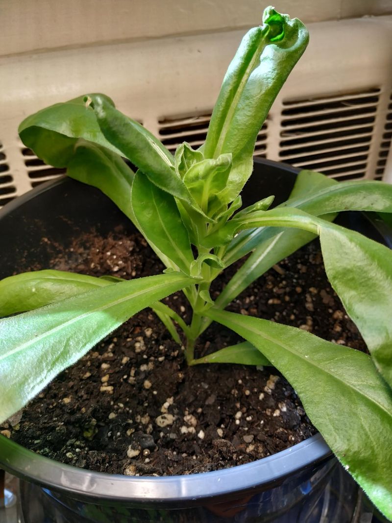 Stems Flopping Over Despite Support