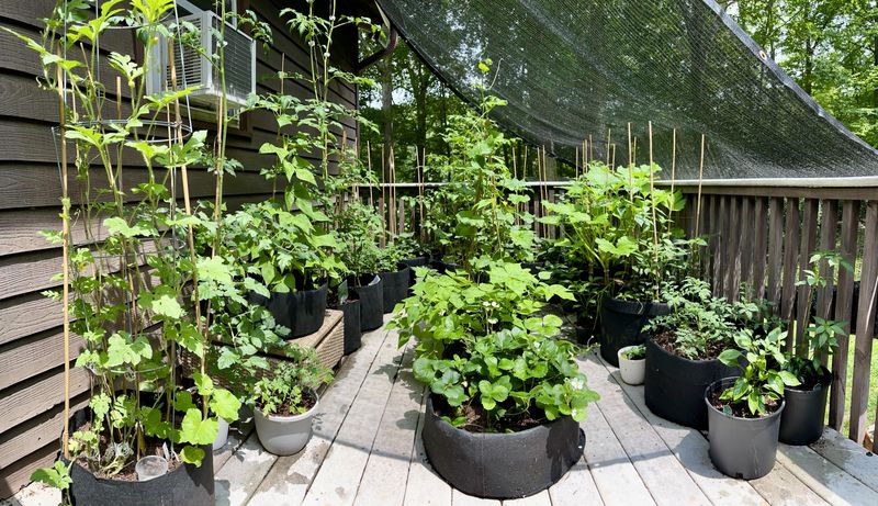 Reduced Water Consumption Despite More Frequent Watering