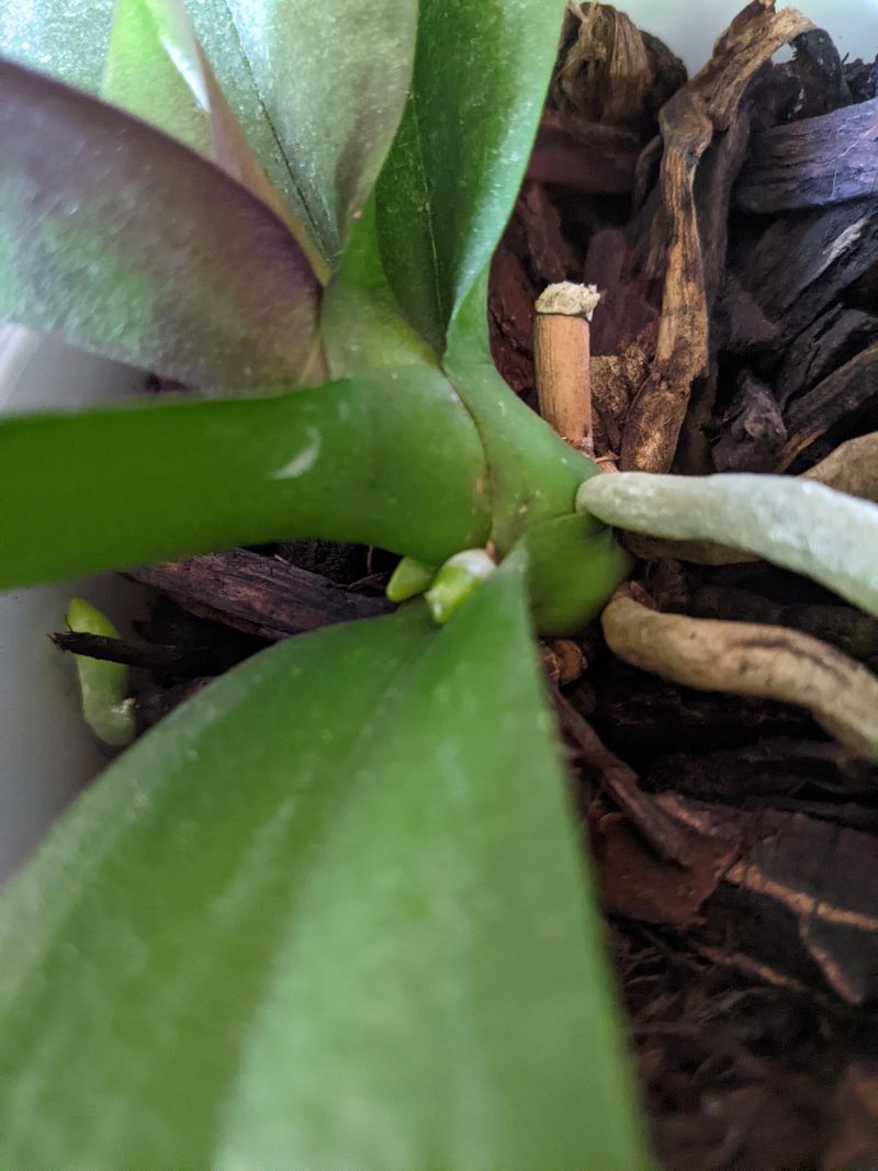 Flower Spike Confusion