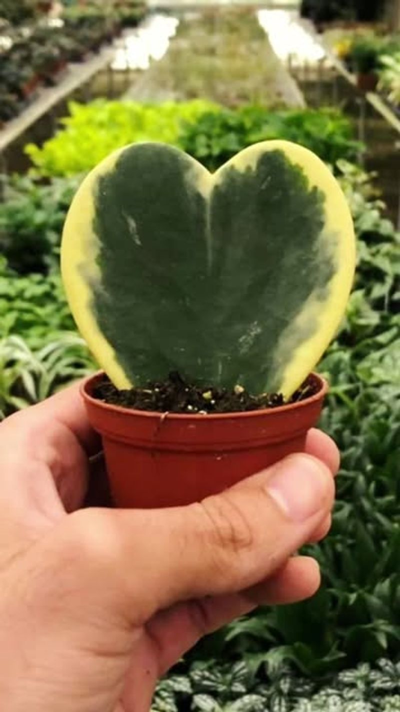 Hoya Kerrii