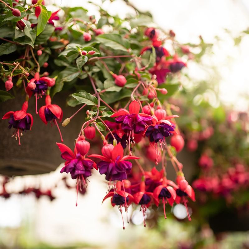 Fuchsia