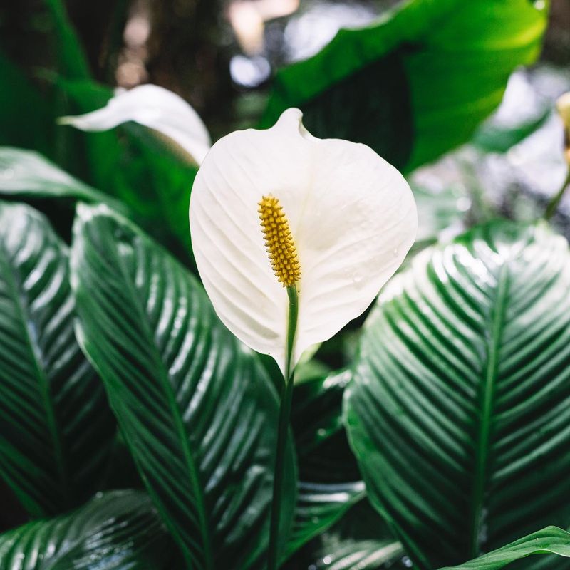 Peace Lilies