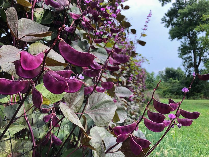 Hyacinth Bean