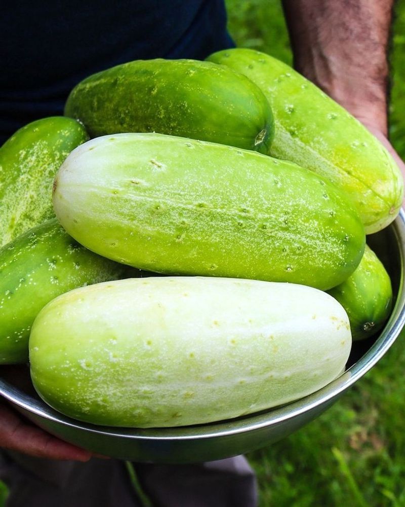 Cucumber Chutney