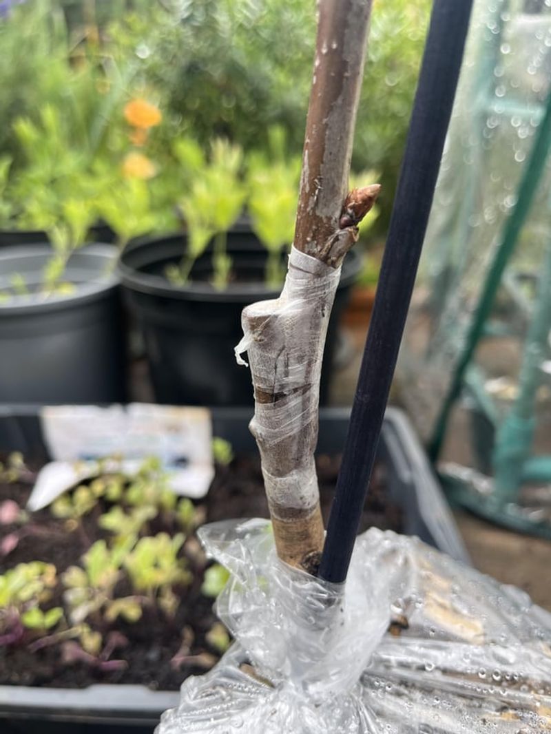 Fruit Tree Trunk Guards