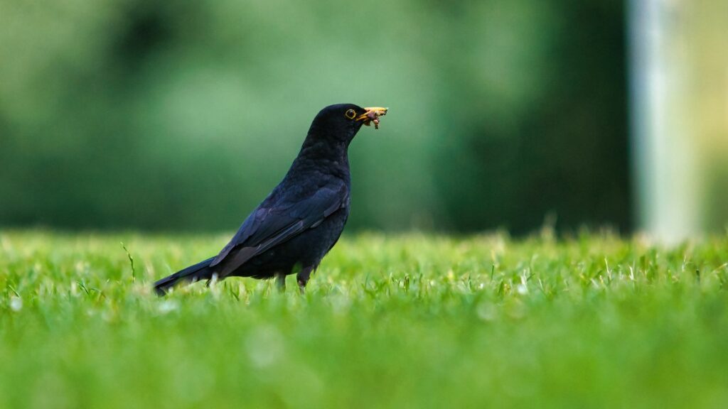 bird on lawn