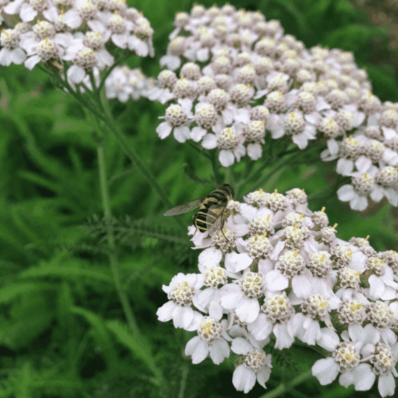 Yarrow's Beneficial Habitat