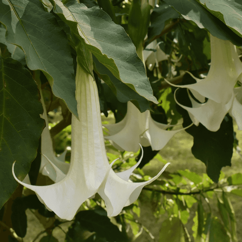 Angel's Trumpet