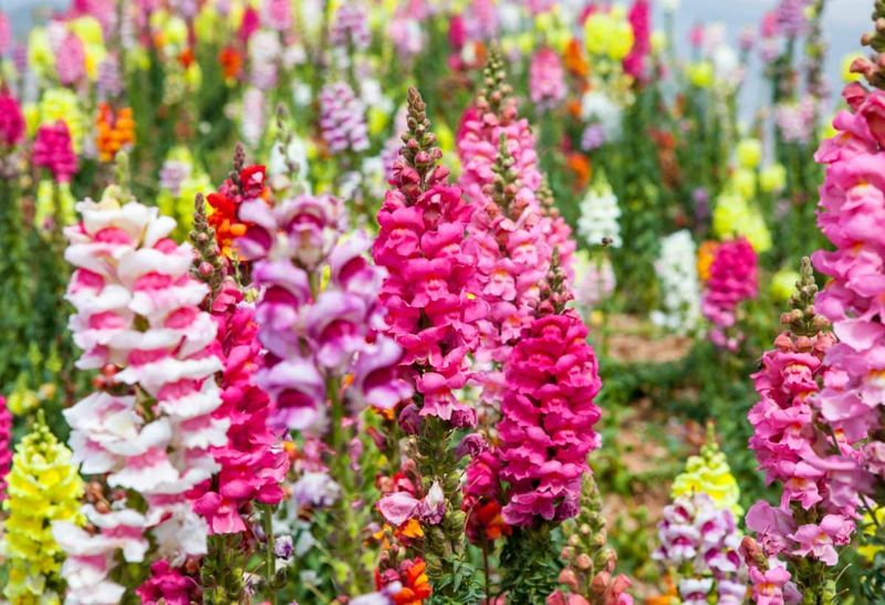 Snapdragons