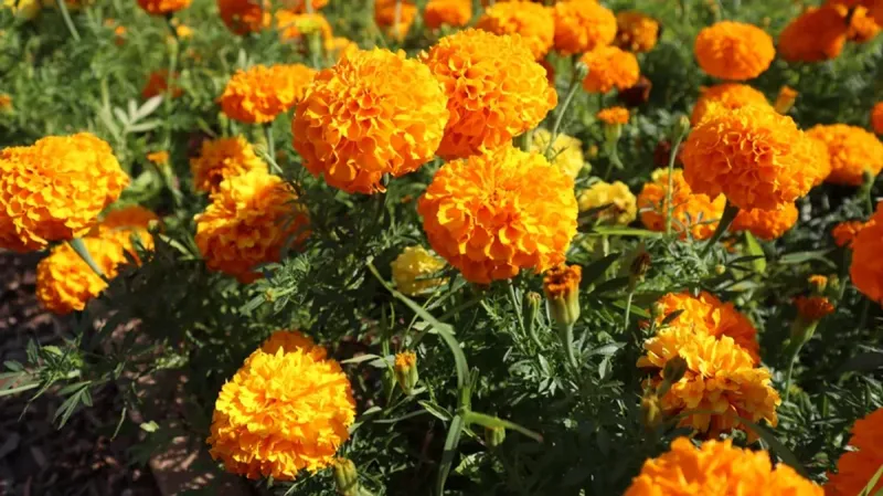 Marigolds