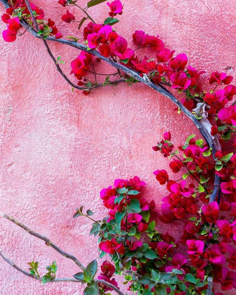 Bougainvillea