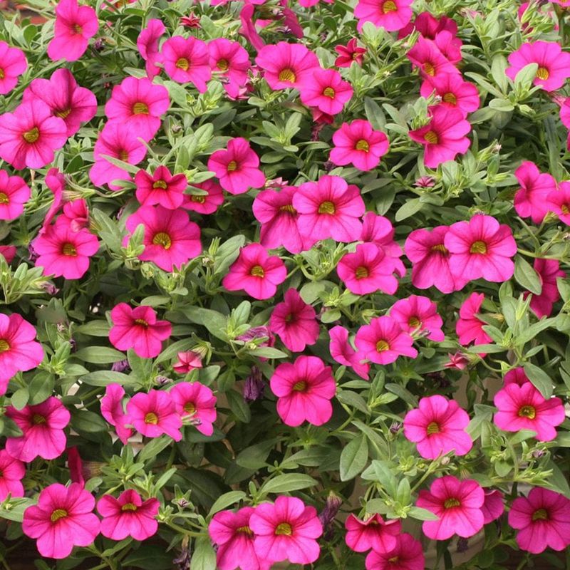 Calibrachoa (Million Bells)