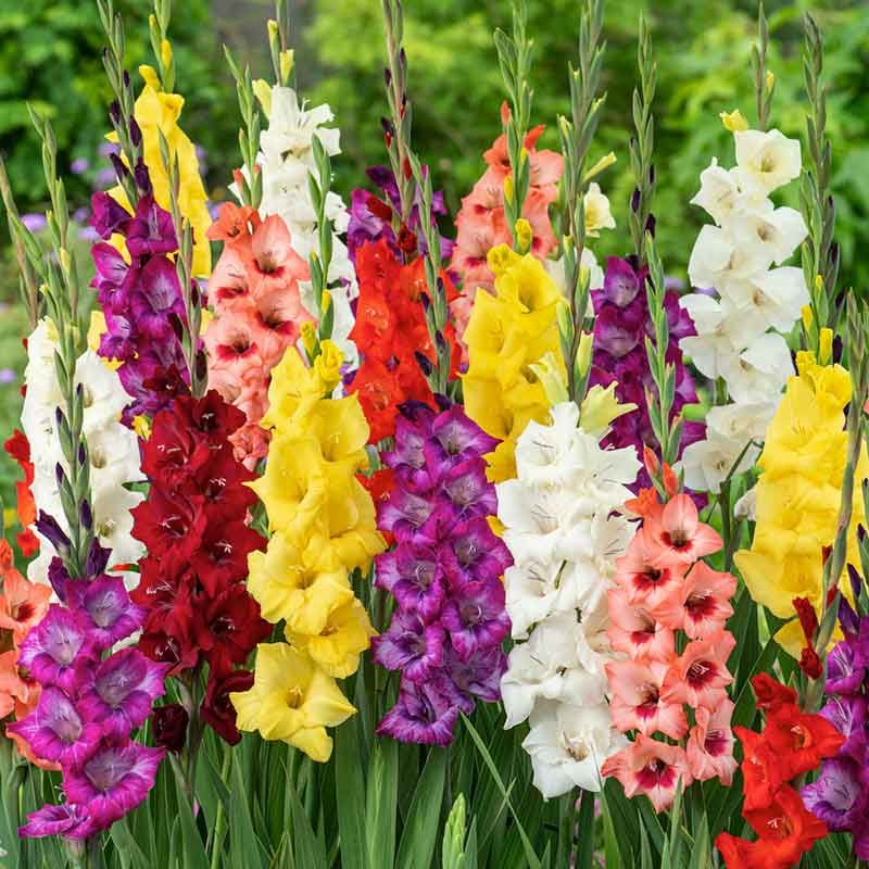 Gladiolus