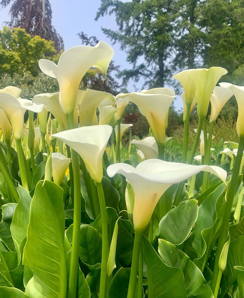 Calla Lilies