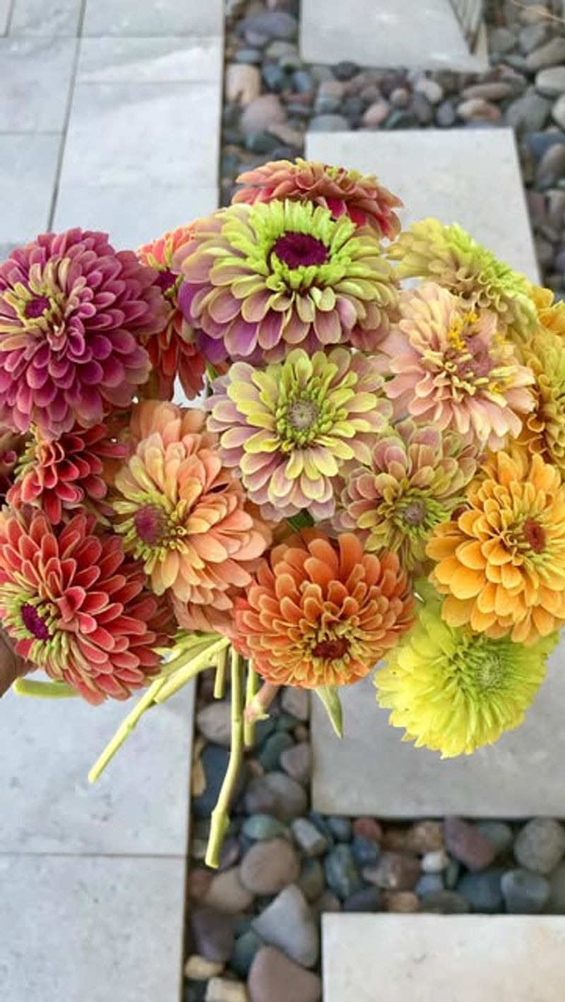 Zinnias