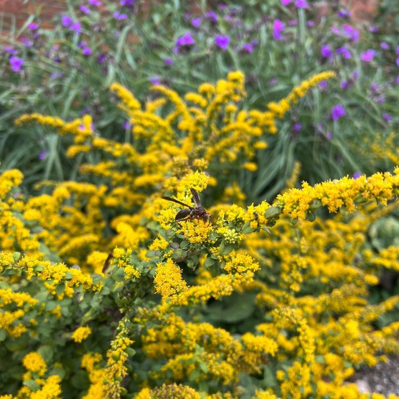 Goldenrod: Wildflower Wonder