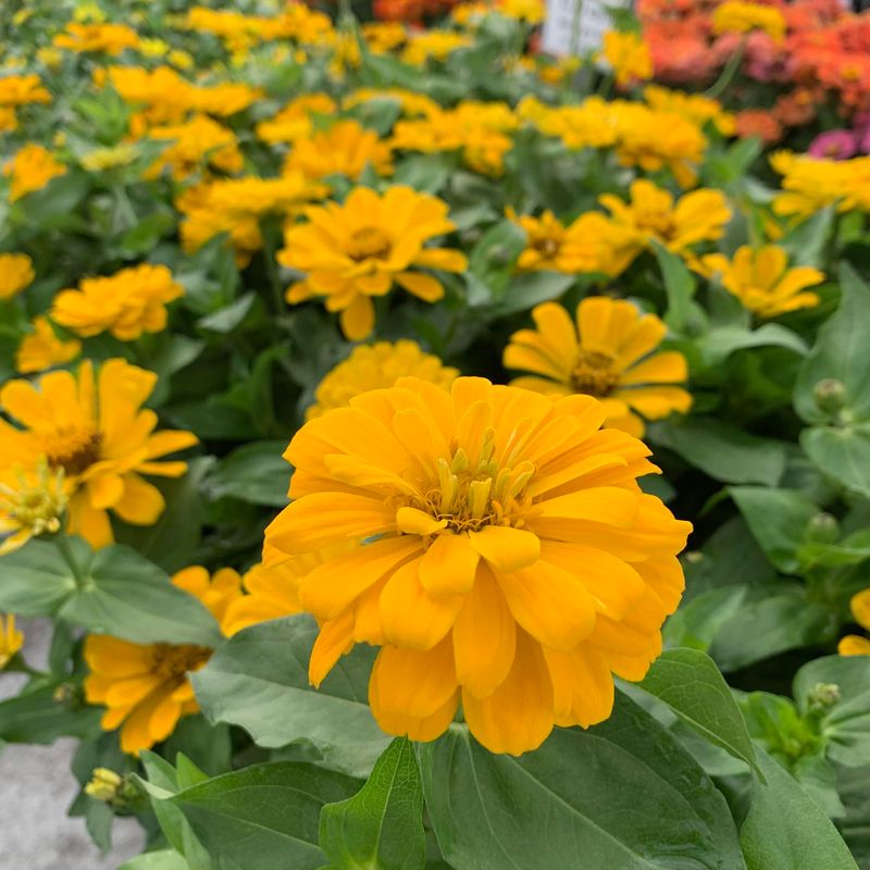 Zinnias: Heat-Loving Showstoppers