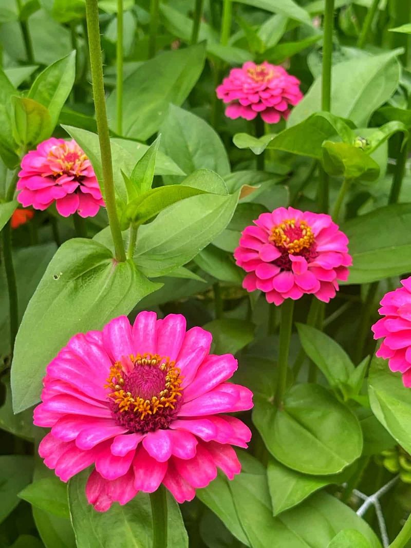 Zinnias