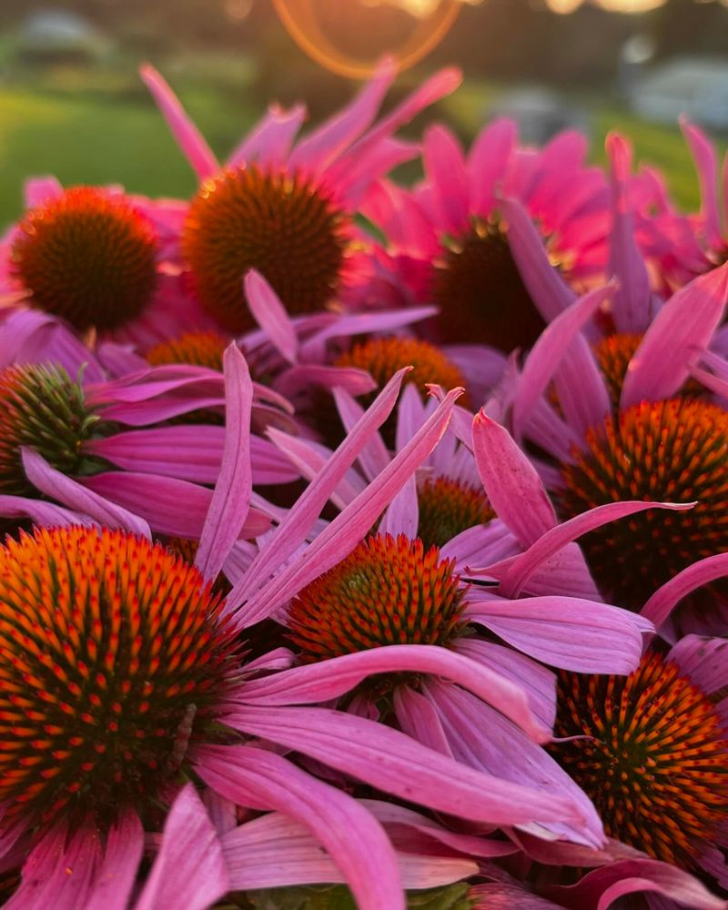 Echinacea: Strength and Immunity