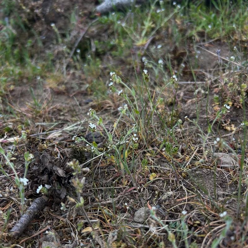 Thrives in Disturbed Soil
