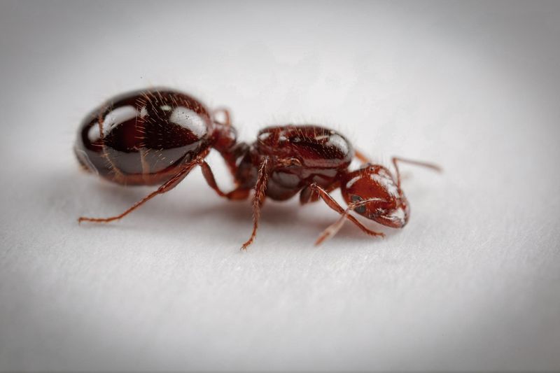 Persistent Fire Ants