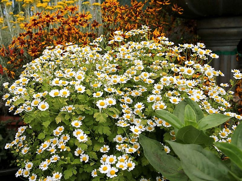 Feverfew