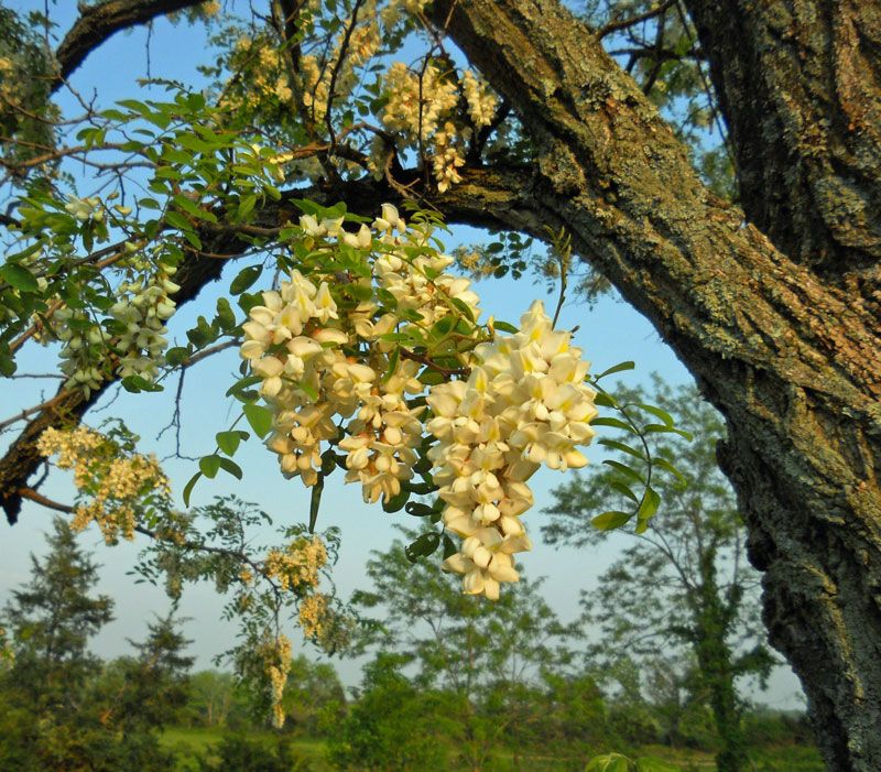 Black Locust: The Cloning Tree