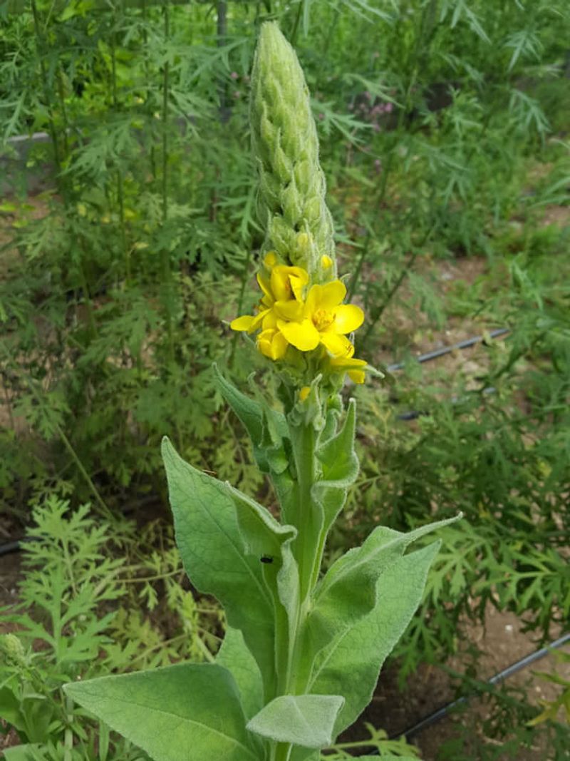 Mullein (Verbascum thapsus)
