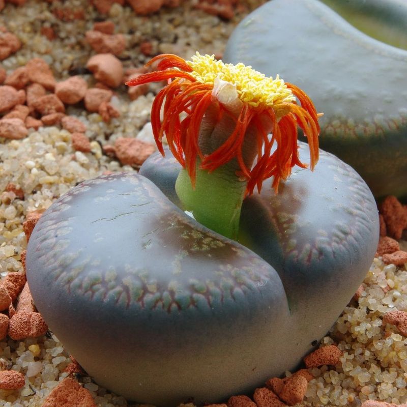 Lithops: The Living Stones