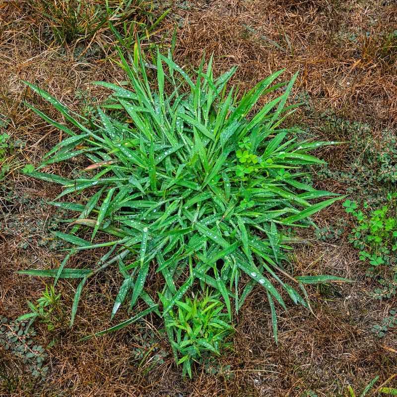 Crabgrass (Digitaria spp.)
