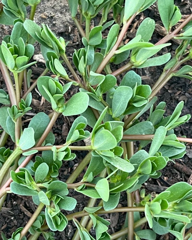 Purslane: Omega-3 Superstar