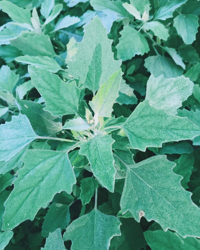 Lamb's Quarters