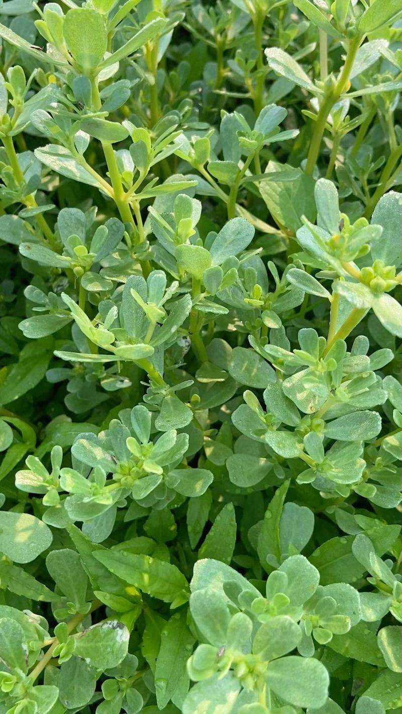 Purslane