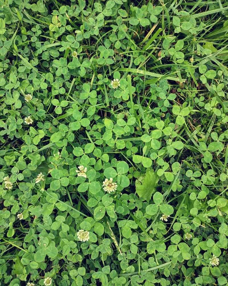 Clover: The Lawn's Secret Helper