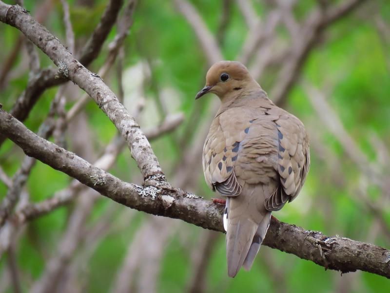 Mourning Dove